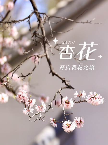 追花指南第六期！杏花雨 楊柳風 北京最美的杏花在這里