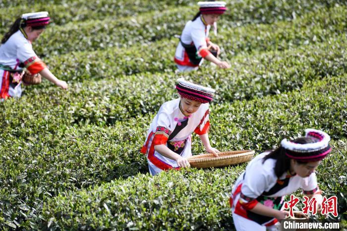 白族村民在茶園采摘?！钊A峰 攝