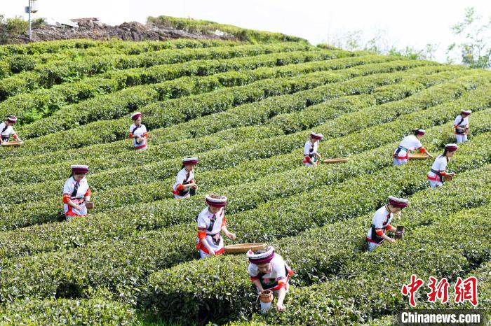 眾多白族村民身著民族服飾走進(jìn)茶園采摘?！钊A峰 攝