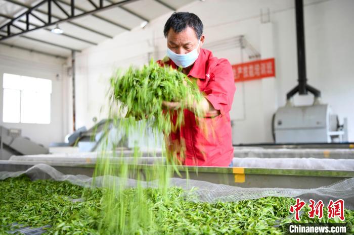 村民將茶葉攤青晾干。　楊華峰 攝
