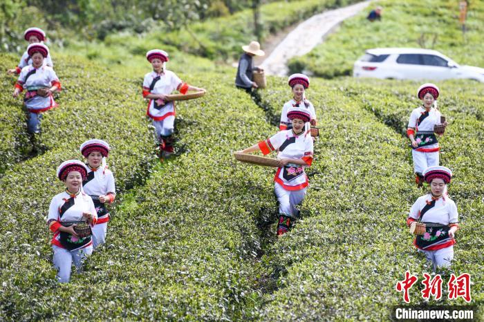 白族村民走進(jìn)茶園采摘。　楊華峰 攝