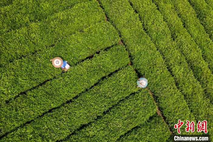 茶農(nóng)正在采摘新鮮茶葉?！√普?攝