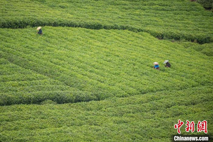 茶農(nóng)采摘谷雨茶?！√普?攝
