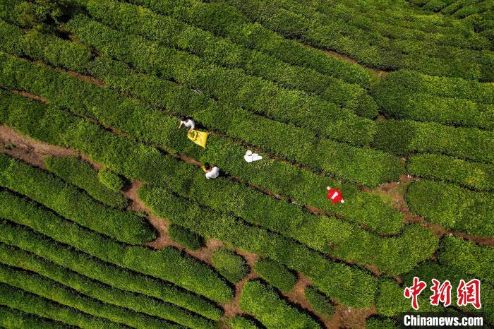 茶農(nóng)正在采摘新鮮茶葉?！√普?攝