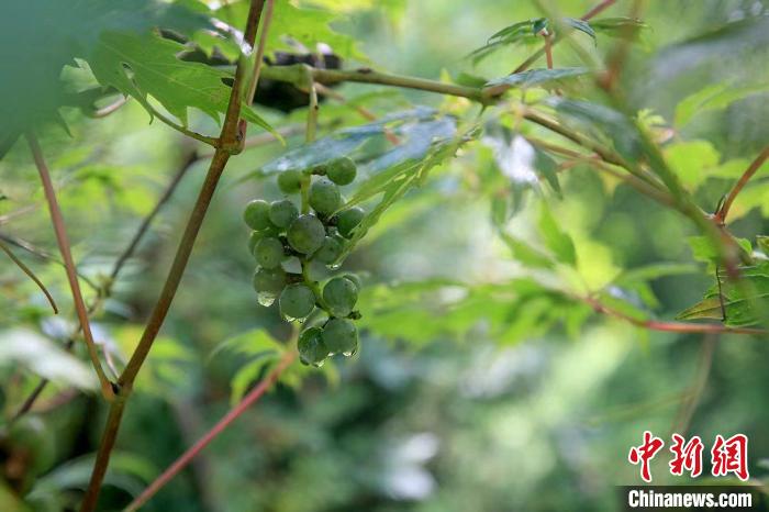 野生動物在北京：如何筑牢生物多樣性“保護(hù)網(wǎng)”？