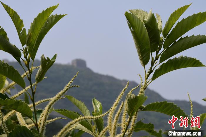 長城腳下，“栗”花盛開?！『略破?攝