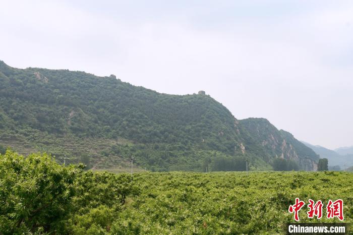 長城腳下萬畝栗花綻放，散發(fā)出淡淡清香?！『略破?攝