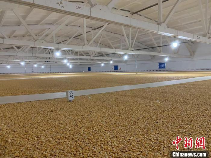 倉內(nèi)清涼干爽、遍地金黃，上千平方米的糧食盡收眼底?！⊥趸萘?攝