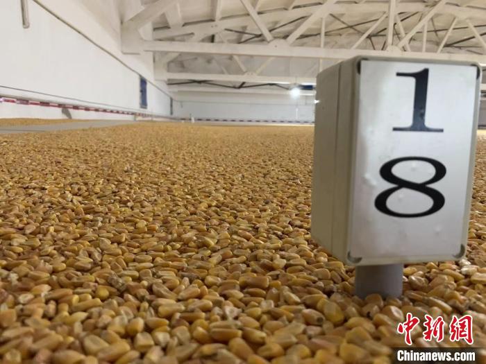 數(shù)千噸的小麥、玉米如同一塊塊被“切平”的巨型蛋糕“鑲嵌”在地面上?！⊥趸萘?攝