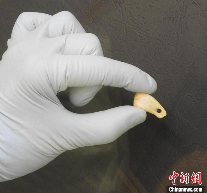 打孔鹿牙墜飾提取DNA后(圖片來(lái)自馬克斯·普朗克演化人類學(xué)研究所)?！∈┢樟指瘛ぷ匀?供圖
