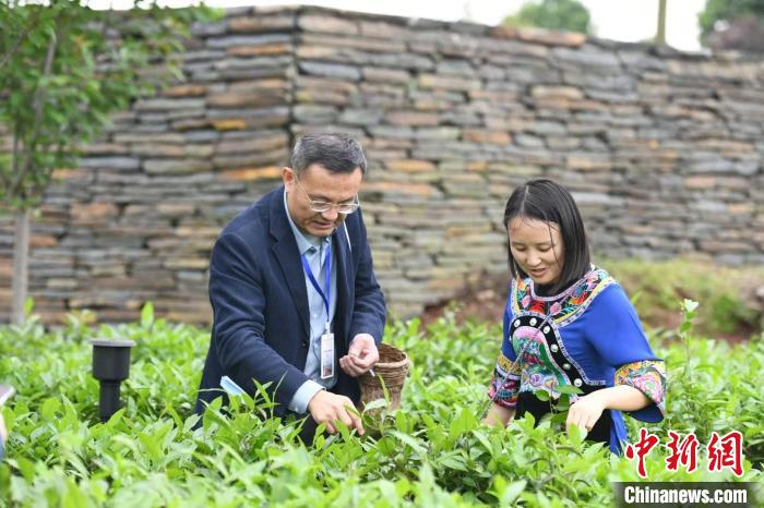 東盟國家媒體記者在辰龍關(guān)茶園采茶?！钊A峰 攝