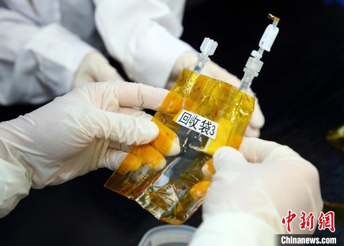 隨神舟十五號返回地面的空間科學(xué)實驗樣品?！≈锌圃嚎臻g應(yīng)用中心 供圖