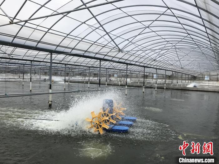 南美白對(duì)蝦養(yǎng)殖基地?！∠笊轿r蟹科技小院供圖