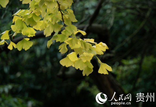 觀(guān)山湖公園秋意漸濃。人民網(wǎng) 陽(yáng)茜攝