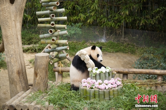 資料圖：旅韓大熊貓“福寶”。<a target='_blank' href='/'><p  align=