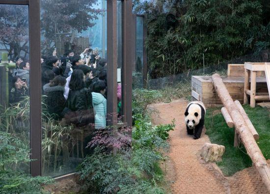 2月20日，韓國民眾在韓國愛寶樂園參觀大熊貓“福寶”。新華社記者姚琪琳攝