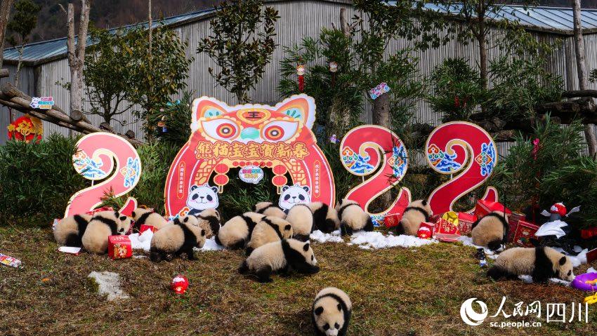 熊貓寶寶賀新春、迎冬奧。李傳有攝