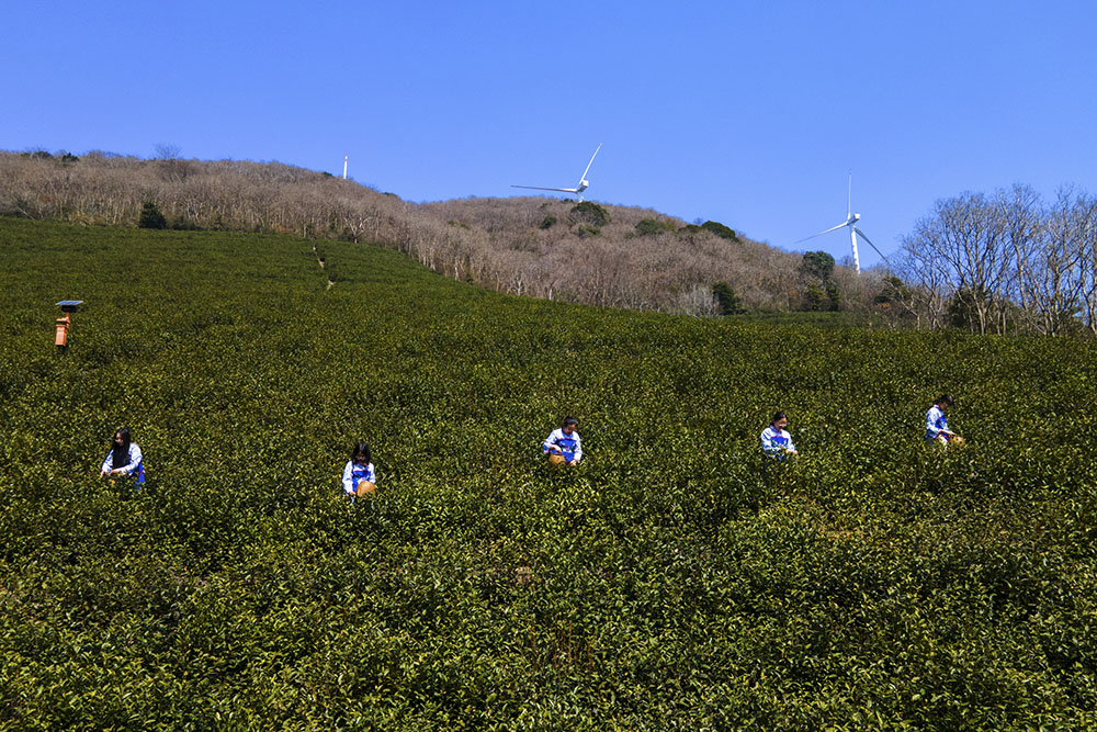 茶農(nóng)們搶抓晴好天氣采摘春茶。楊云中攝