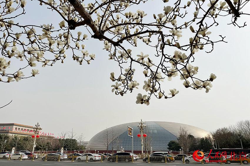 長安街畔玉蘭綻放。人民網(wǎng) 尹星云攝