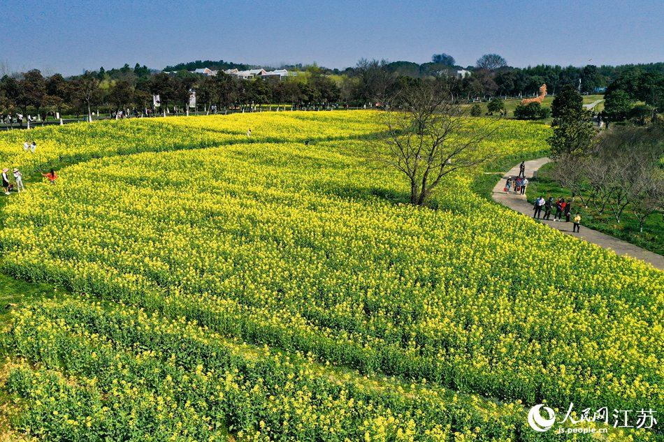 高淳區(qū)椏溪國際慢城桃花扇廣場油菜花田。劉列攝