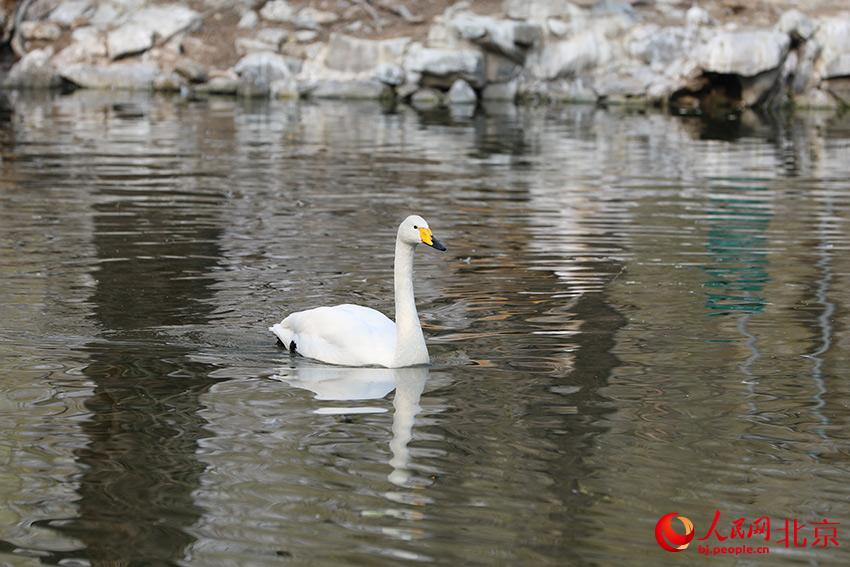 北京動(dòng)物園水禽湖上，水鳥游弋其中，傳遞春的消息。人民網(wǎng) 尹星云攝