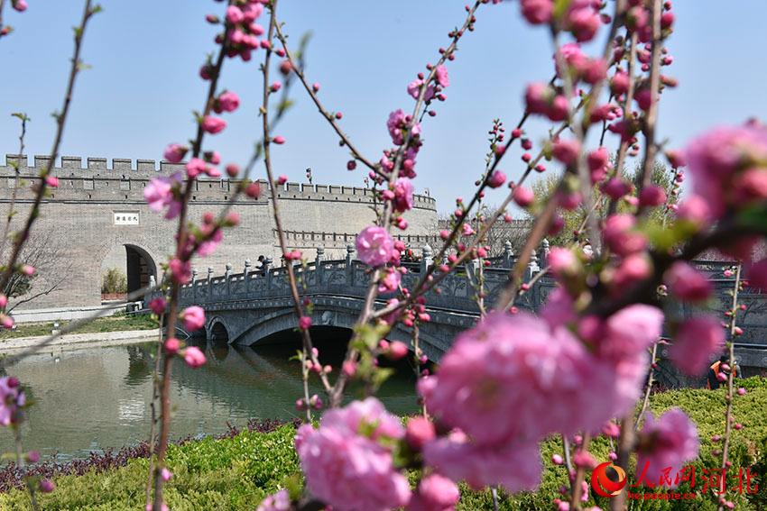 古城花開春意濃。 人民網(wǎng) 朱鵬濤攝
