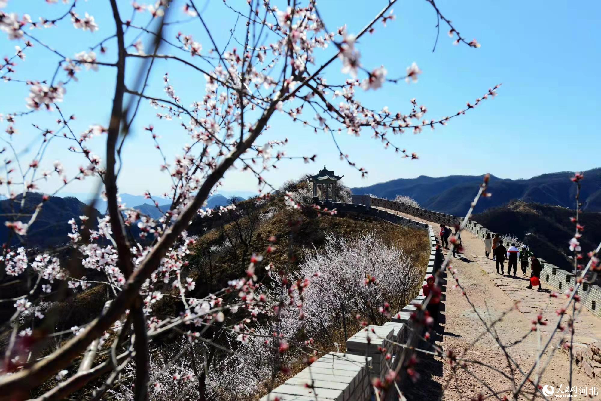 邢臺九龍峽景區(qū)鮮花盛開。 馬健攝