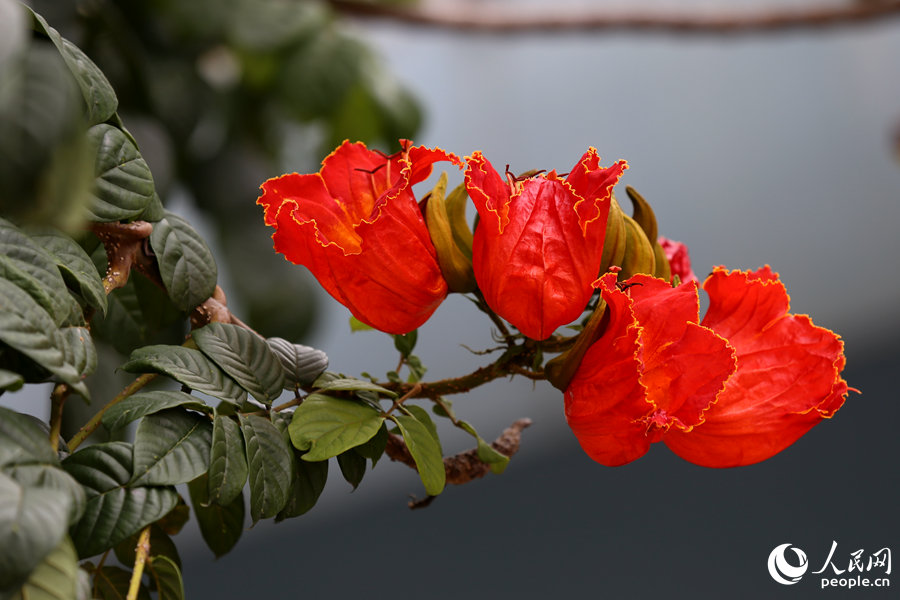 火焰木花朵呈紅色或橙紅色。人民網(wǎng) 陳博攝
