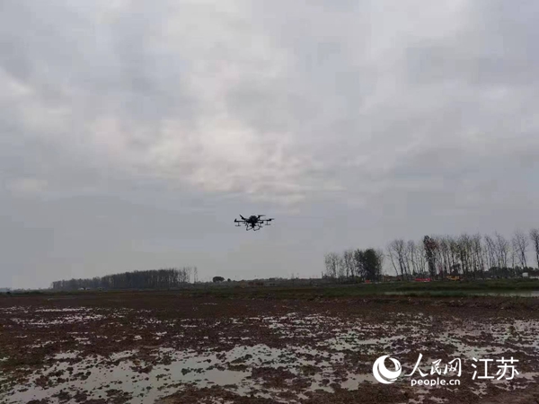 勝利圩高標準農田進行無人機水稻播種。陽江鎮(zhèn)供圖