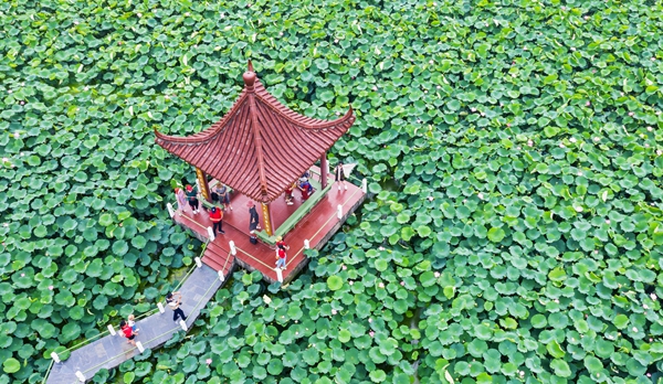 圖為金湖萬(wàn)畝荷花蕩。陳義寶攝