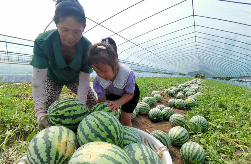在北辰區(qū)雙街鎮(zhèn)的西瓜種植基地內(nèi)，種植農(nóng)戶們正忙著采收。陳立興攝