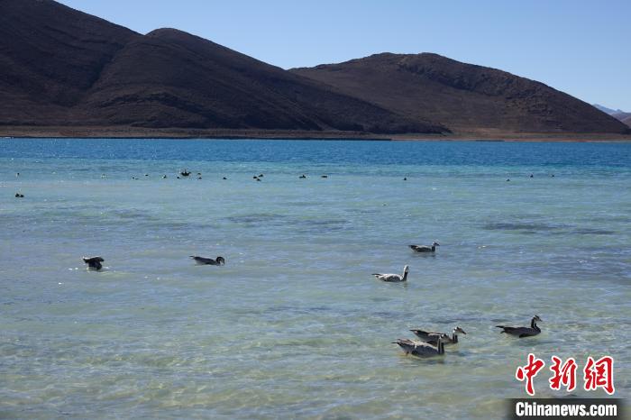 圖為過冬的候鳥在羊湖游弋?！∪轿木?攝