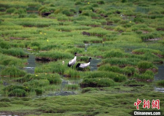 圖為祁連山國家公園青海片區(qū)內(nèi)的黑頸鶴?！∑钸B山國家公園青海省管理局供圖 攝
