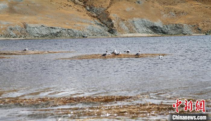 圖為瑪旁雍錯濕地棲息的水鳥?！≮w朗 攝
