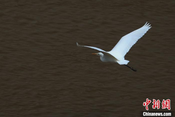 青?！澳赣H河”湟水水質(zhì)改善引鷺鳥(niǎo)嬉戲