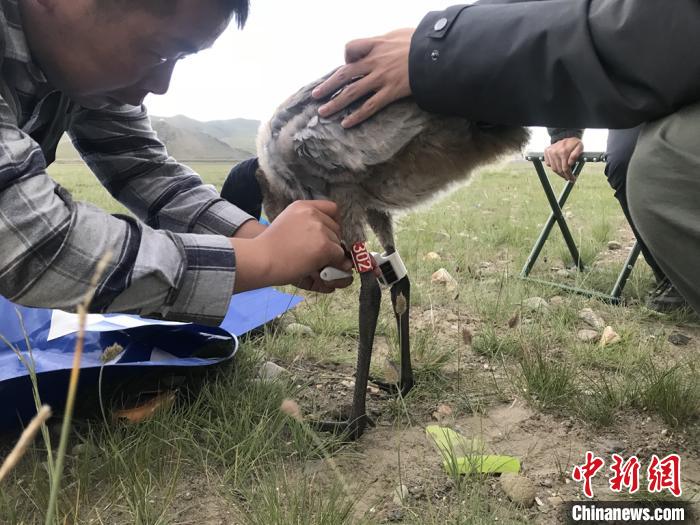 圖為研究人員為黑頸鶴佩戴GPS跟蹤設(shè)備。祁連山國家公園青海省管理局供圖