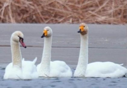 圖為疣鼻天鵝與大天鵝?！∏嗪夜珗@觀鳥協(xié)會供圖 攝