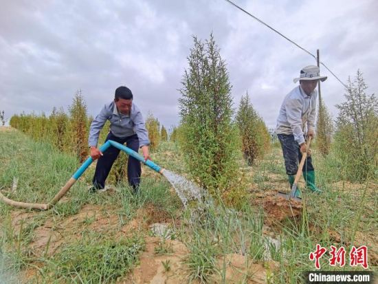 圖為扎西和村民給樹(shù)澆水?！∑钤鲚怼z