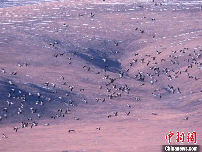 圖為黑頸鶴翔集于青海嘉塘草原上?！∏嗪Ｊ∮駱?shù)藏族自治州稱(chēng)多縣委宣傳部供圖