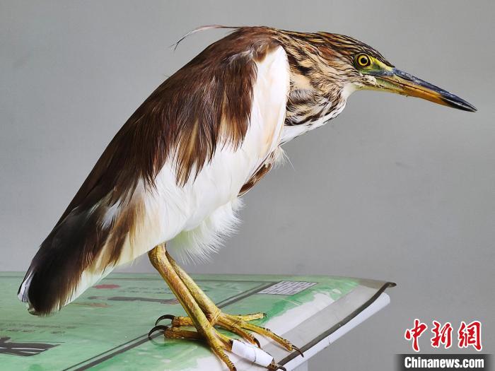 圖為被救助的國家一級重點保護動物池鷺。　柳澤田 攝