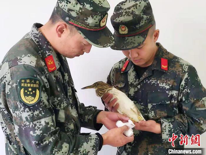 圖為武警官兵正在為國家一級重點保護動物池鷺包扎?！×鴿商?攝