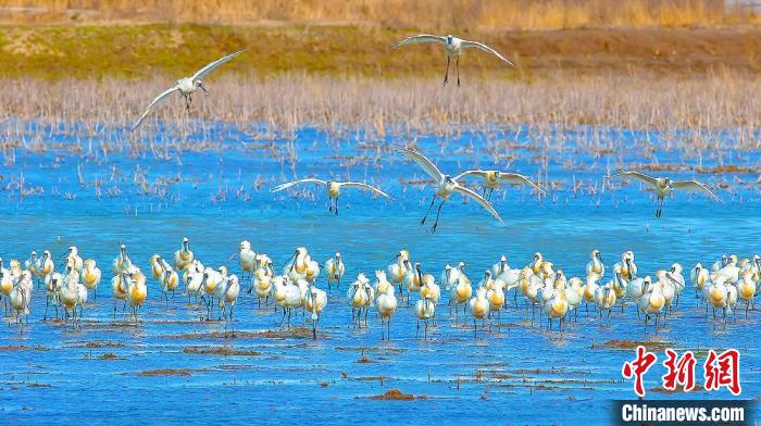 沿海濕地，鳥類天堂?！←}城市委宣傳部供圖