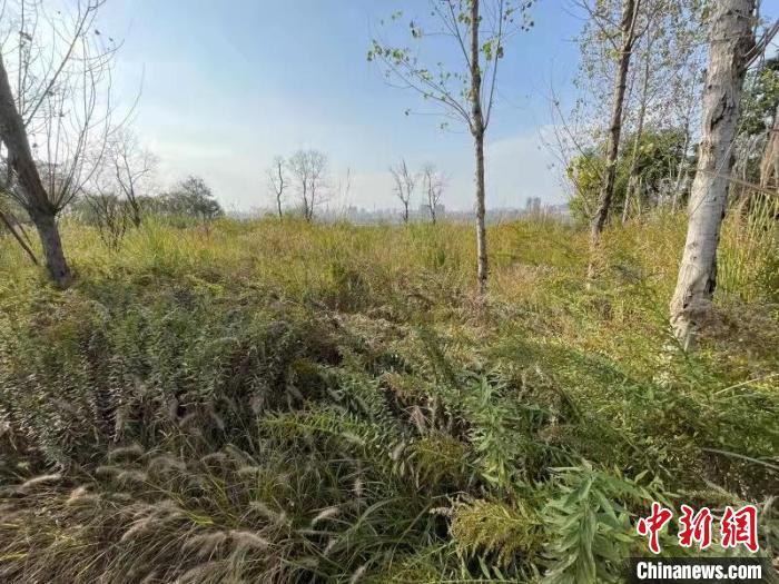 發(fā)現(xiàn)的加拿大一枝黃花?！畈?攝