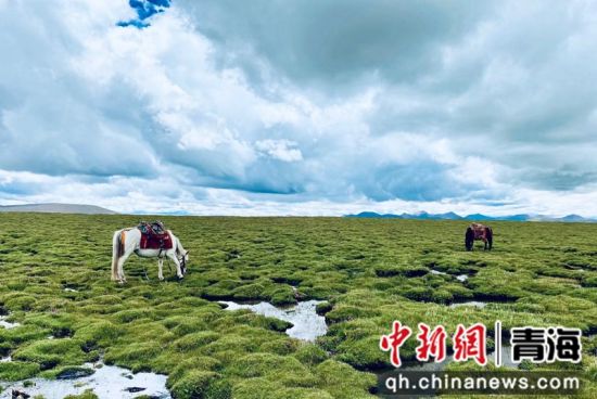 圖為長江南源沼澤濕地。李江寧攝