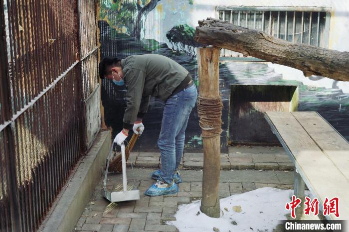 圖為雪豹“奶爸”史壽軍正在打掃豹館衛(wèi)生。　馬銘言 攝