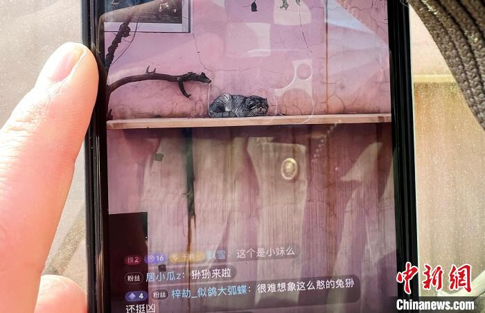 圖為雪豹“奶爸”史壽軍正在直播?！●R銘言 攝