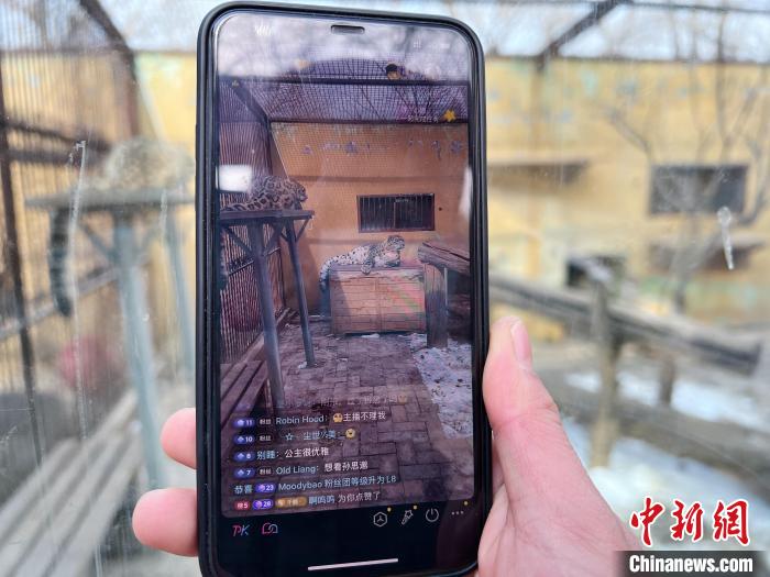 圖為雪豹“奶爸”史壽軍正在直播。　馬銘言 攝