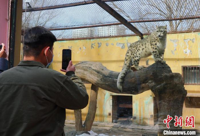 圖為雪豹“奶爸”史壽軍正在直播?！●R銘言 攝