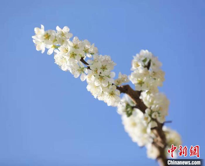 李花盛開?！『吻搴?攝