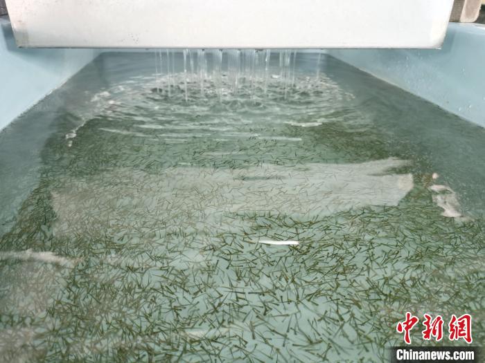圖為正在育苗。　張?zhí)砀?攝